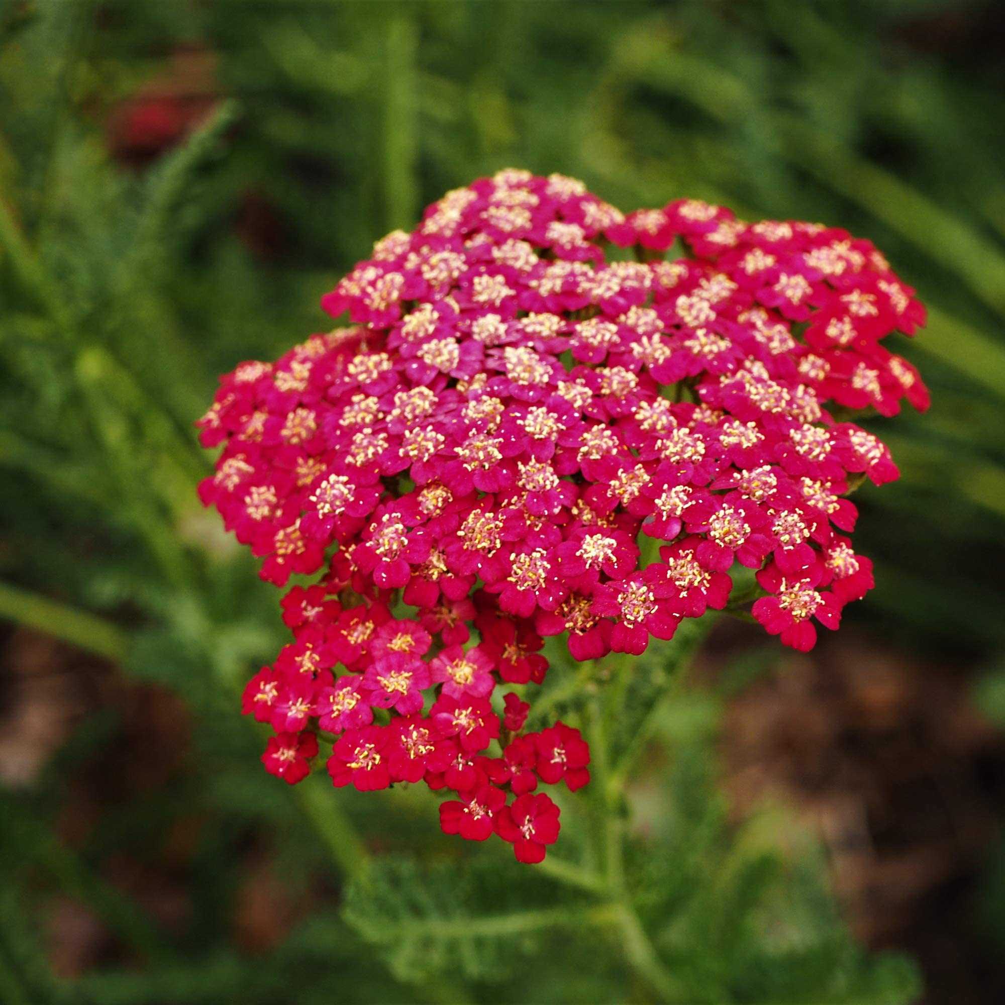 Achillea