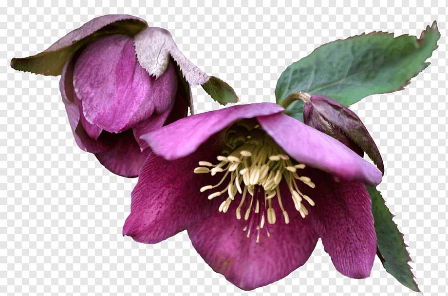 Hellebore