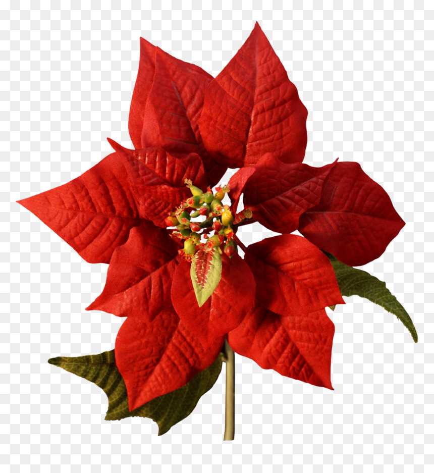 Poinsettia