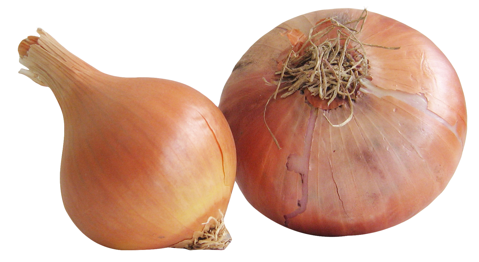 Onion