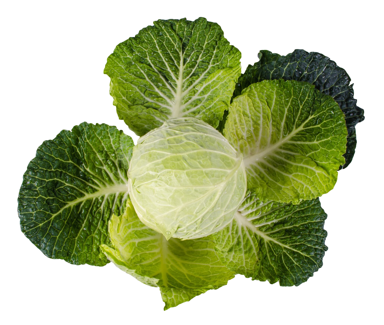 Cabbage