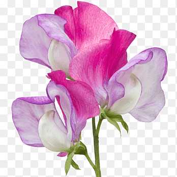 Lathyrus(Sweet Pea)