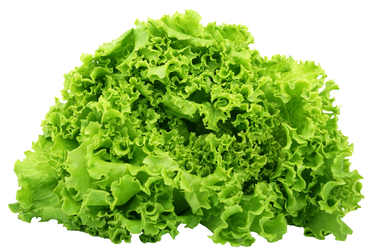 Lettuce