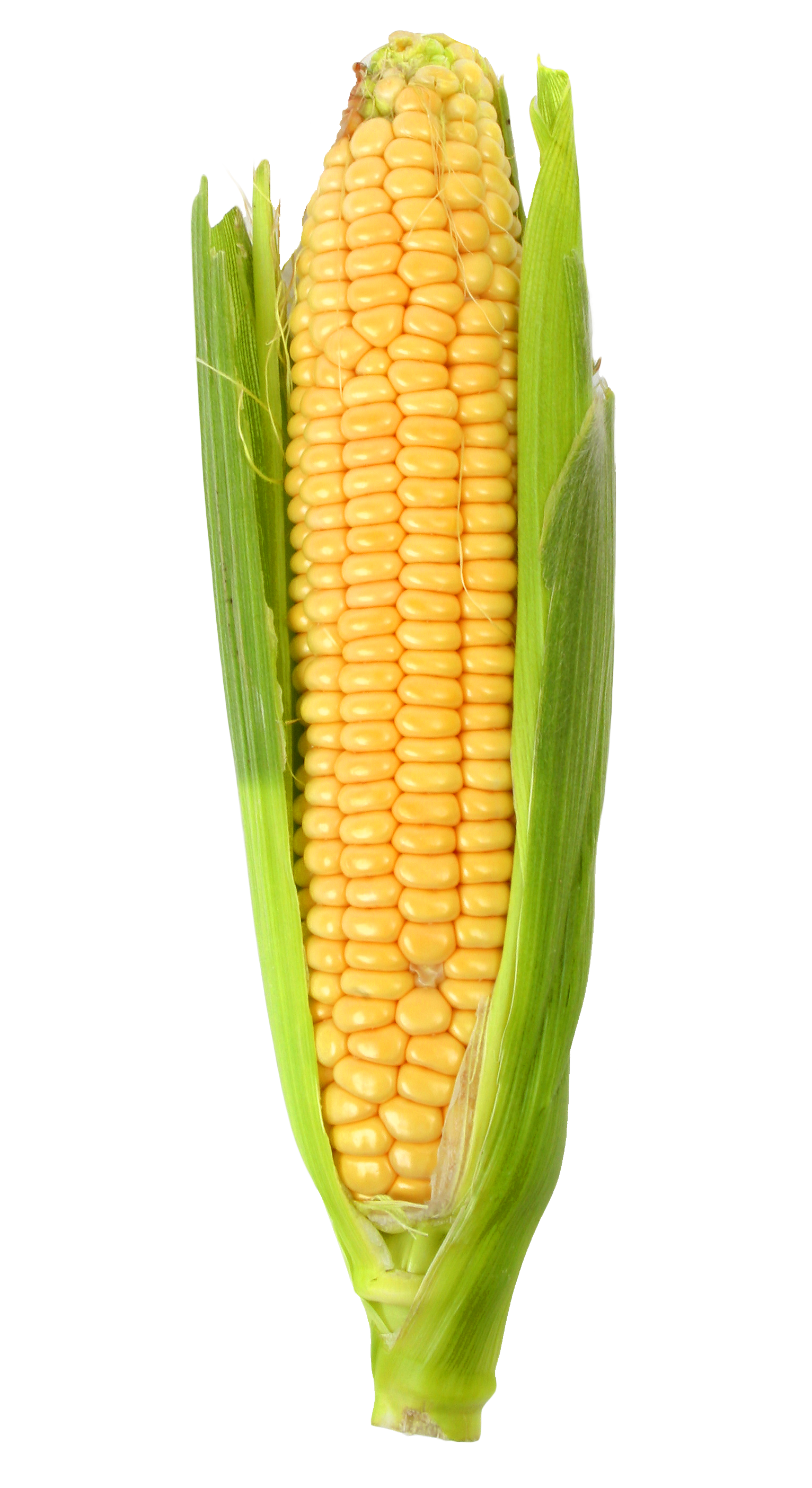 Corn