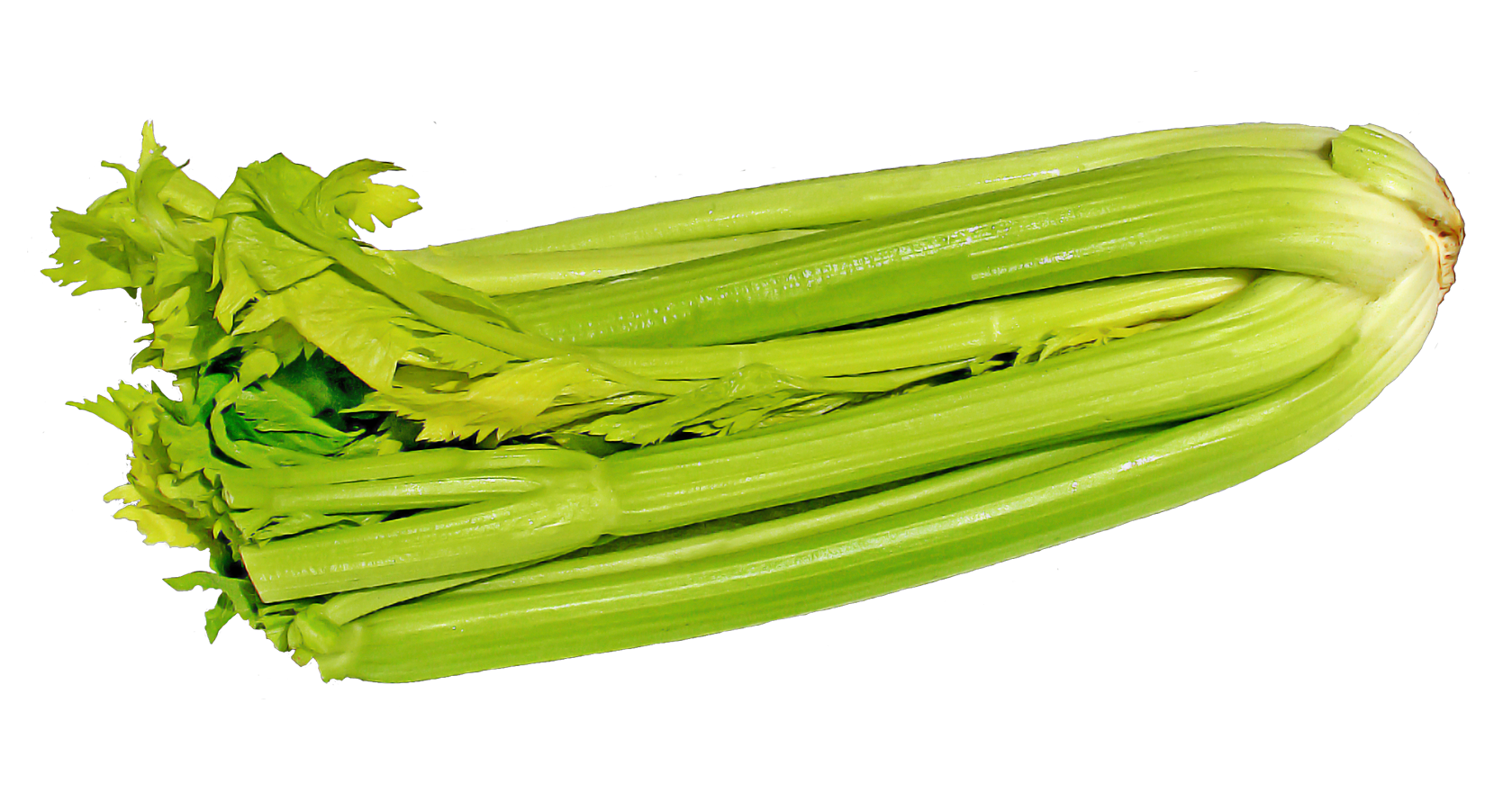 Celery