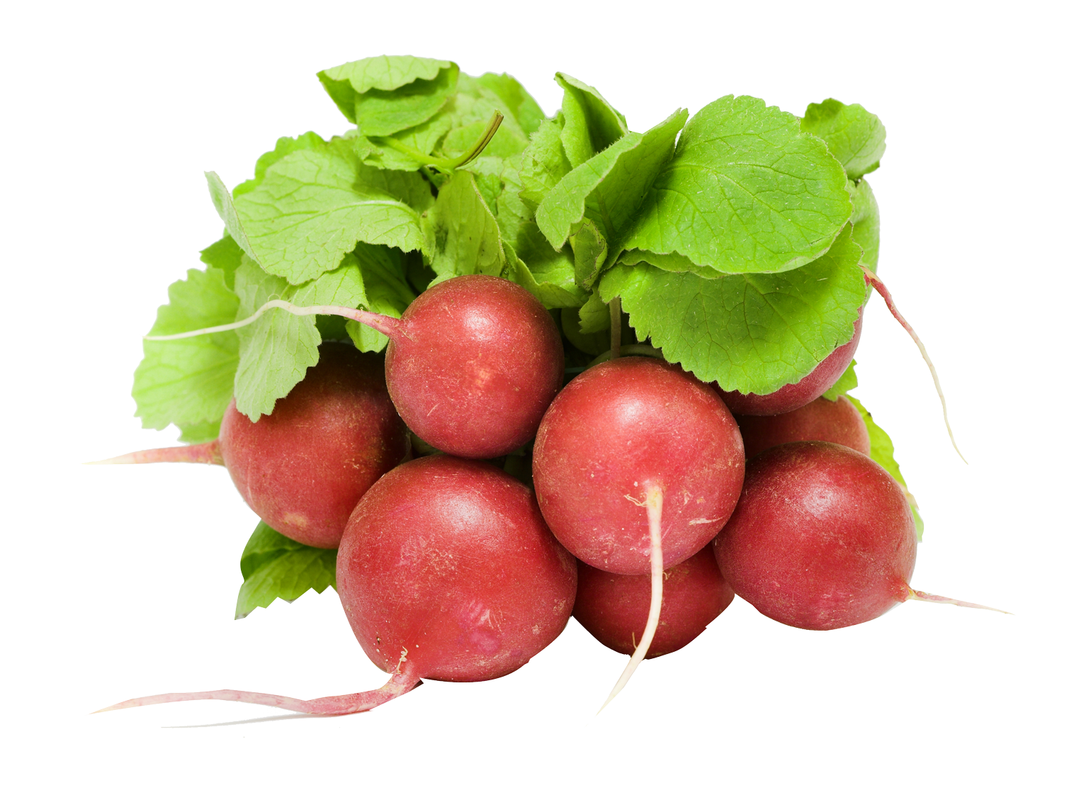 Red Radish