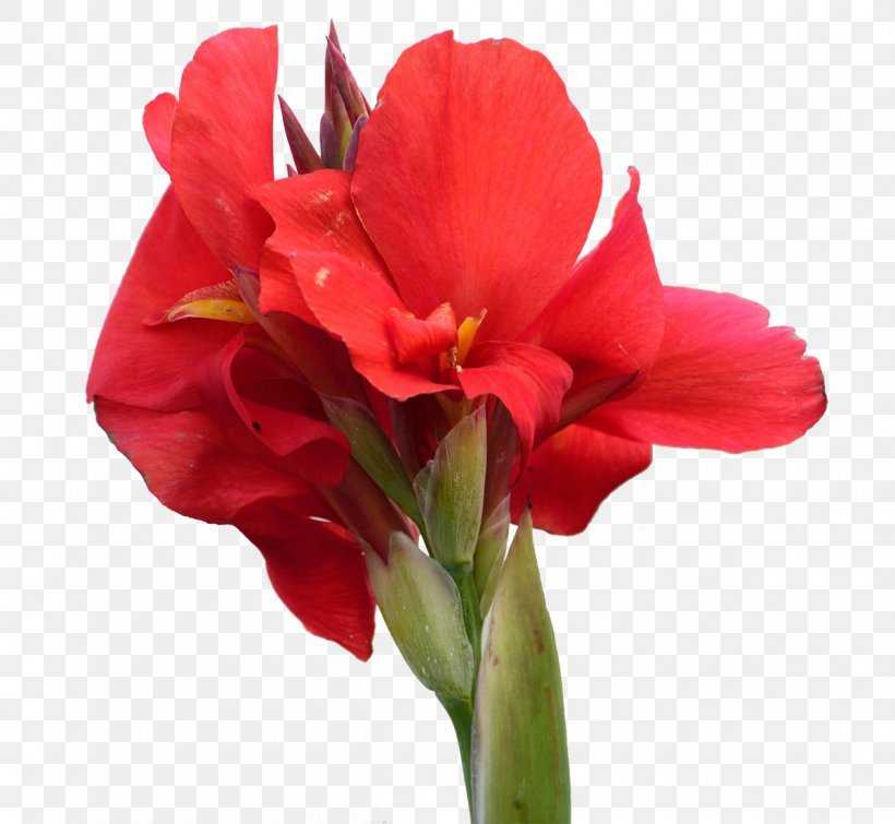 Canna lily