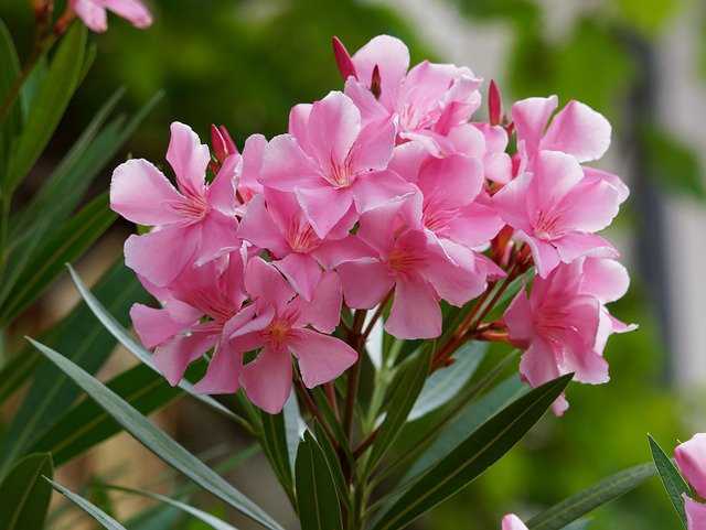 Oleander