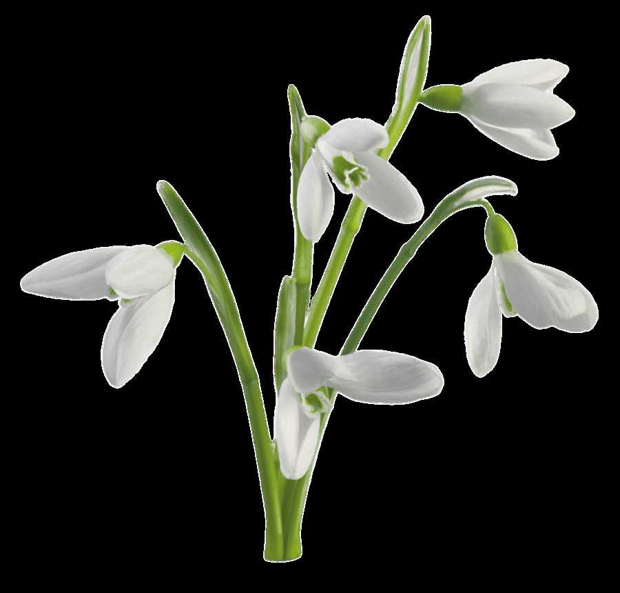 Galanthus(Snowdrop)