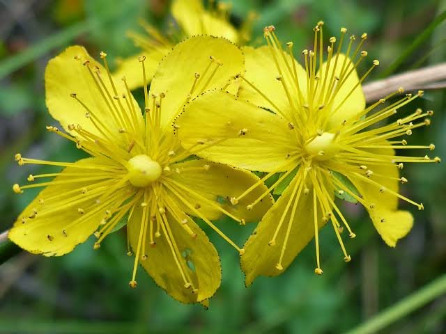 Hypericum