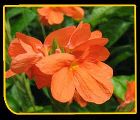 Crossandra