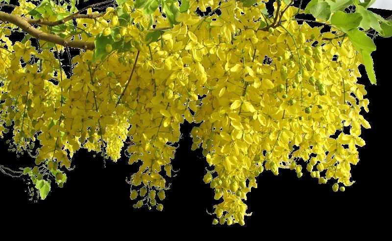 Golden Shower Flower