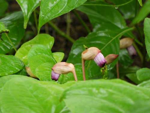 Forest Ghost Flower