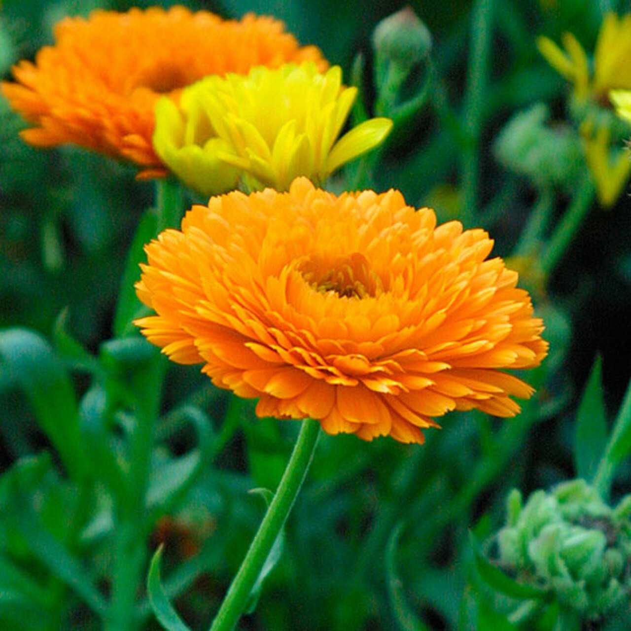 Pot Marigold