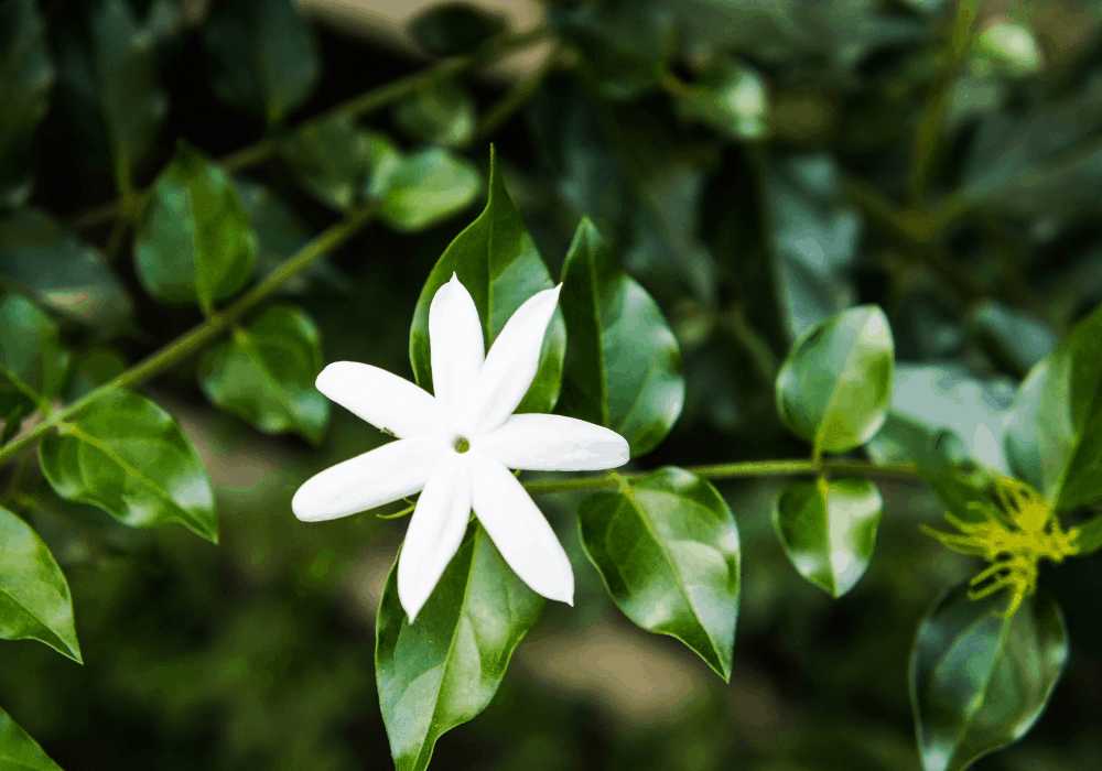 Star Jasmine