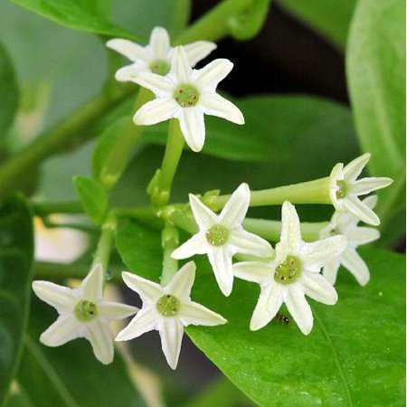 Night Blooming Jasmine