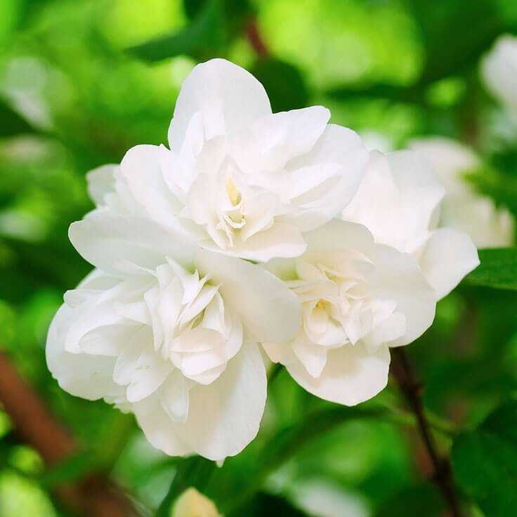 Jasminum Sambac