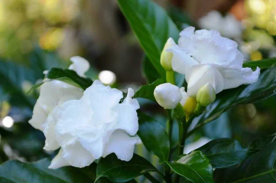 Crape Jasmine