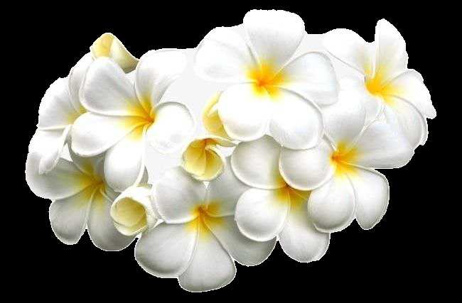 Common White Frangipani