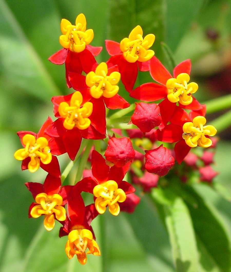 Scarlet milkweed