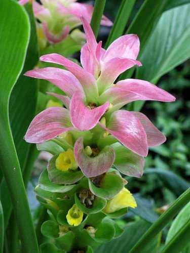 Black Turmeric Flower