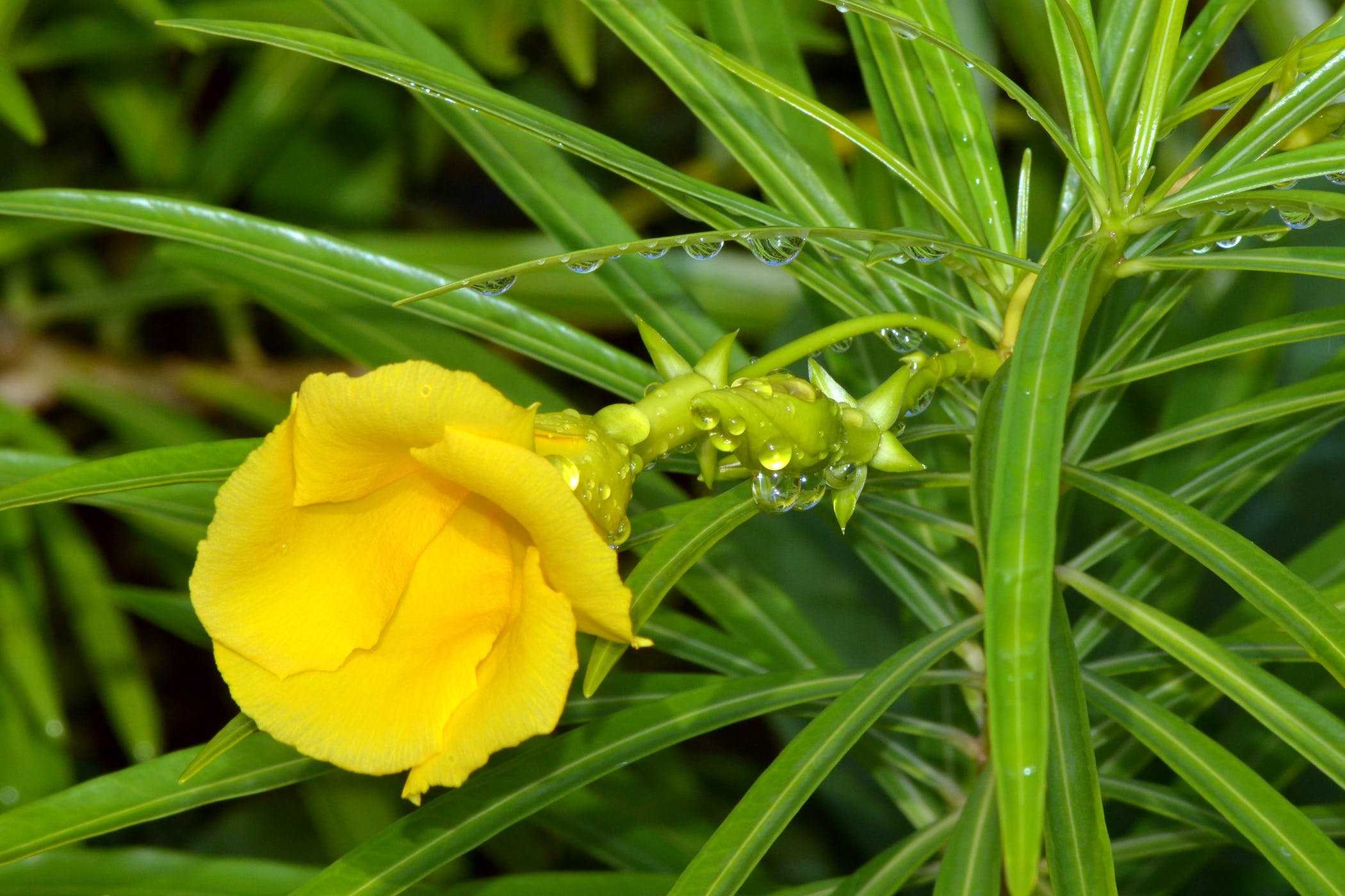 Yellow Oleander