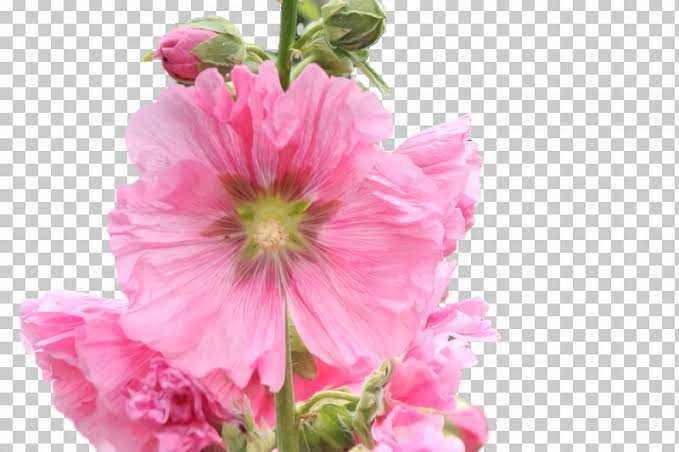 Hollyhock