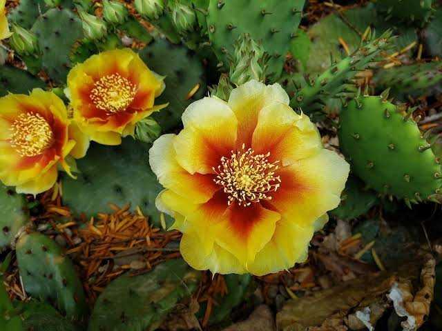 Prickly pear