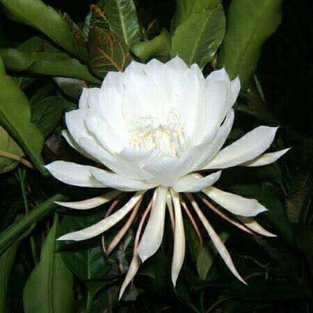 Brahma kamal