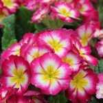 Primroses