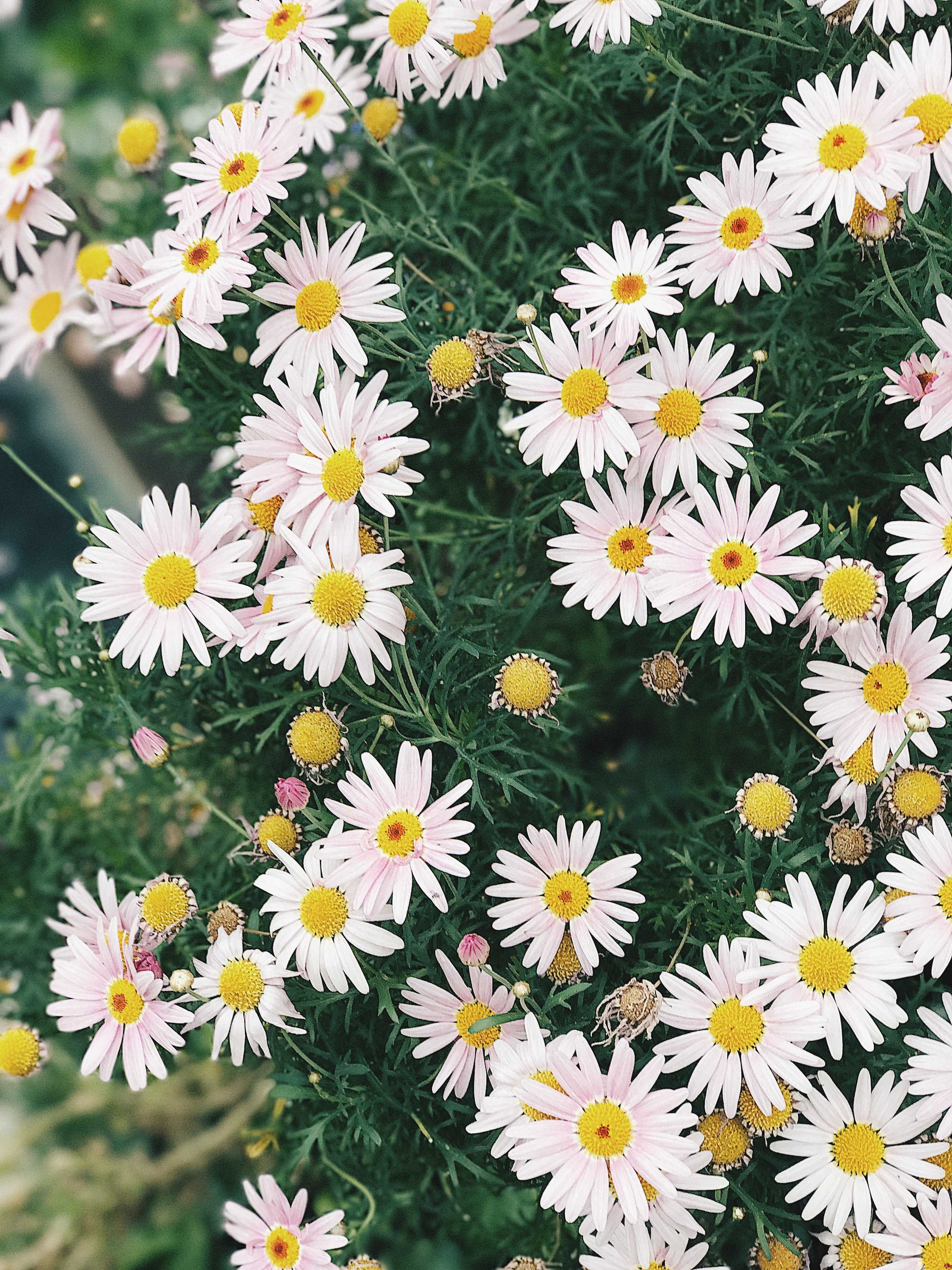 Chamomile