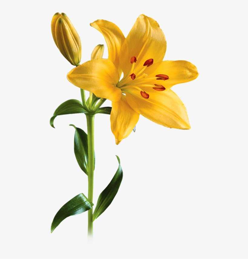 Asiatic Lily