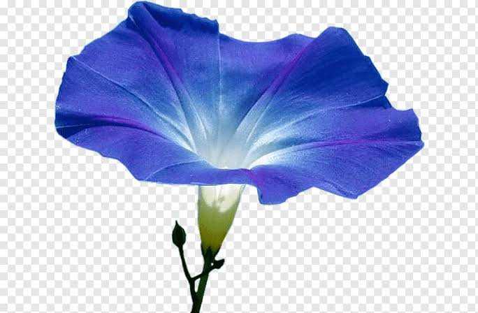Blue morning glory
