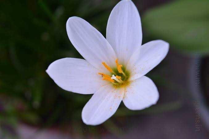 Monsoon Lily