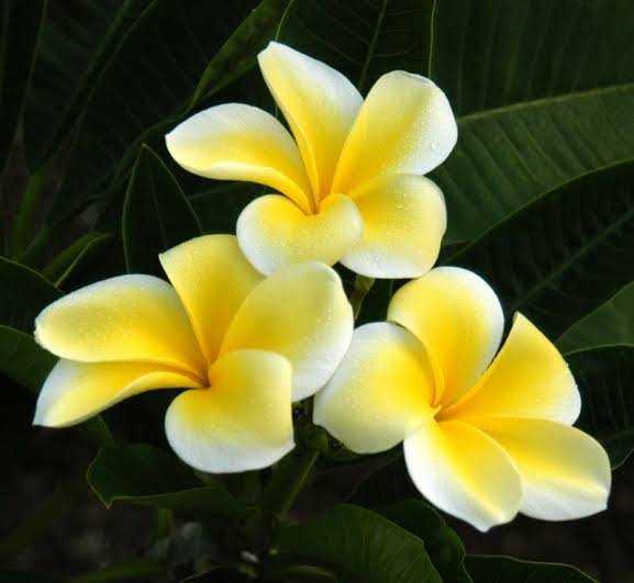 Golden Frangipani